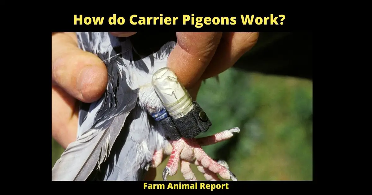 How do Carrier Pigeons Work| PDF 2