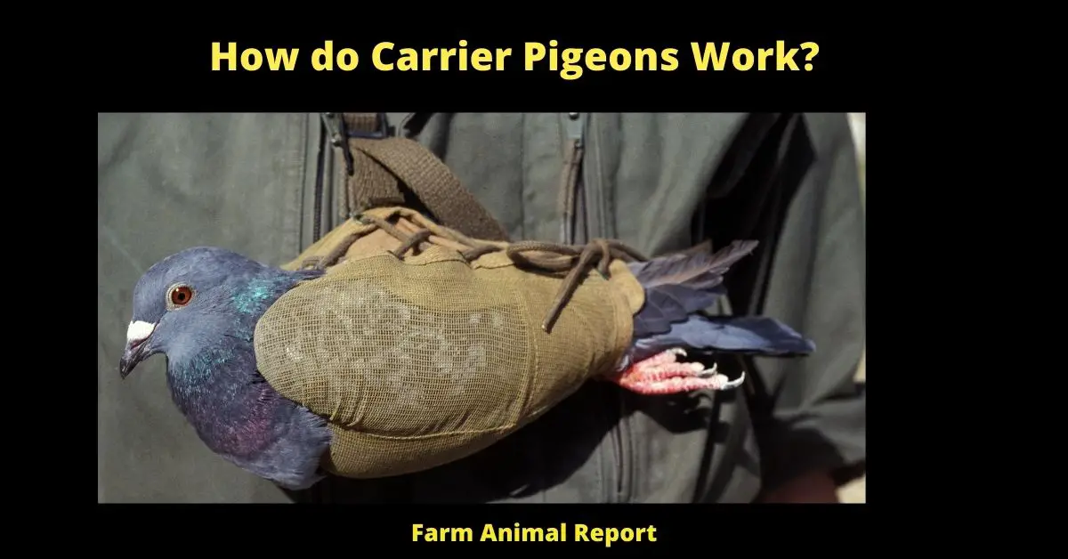 How do Carrier Pigeons Work?