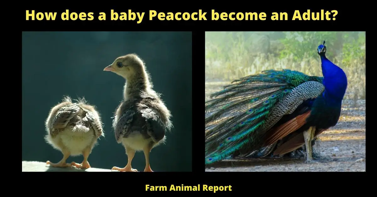 How does a baby Peacock become an Adult?