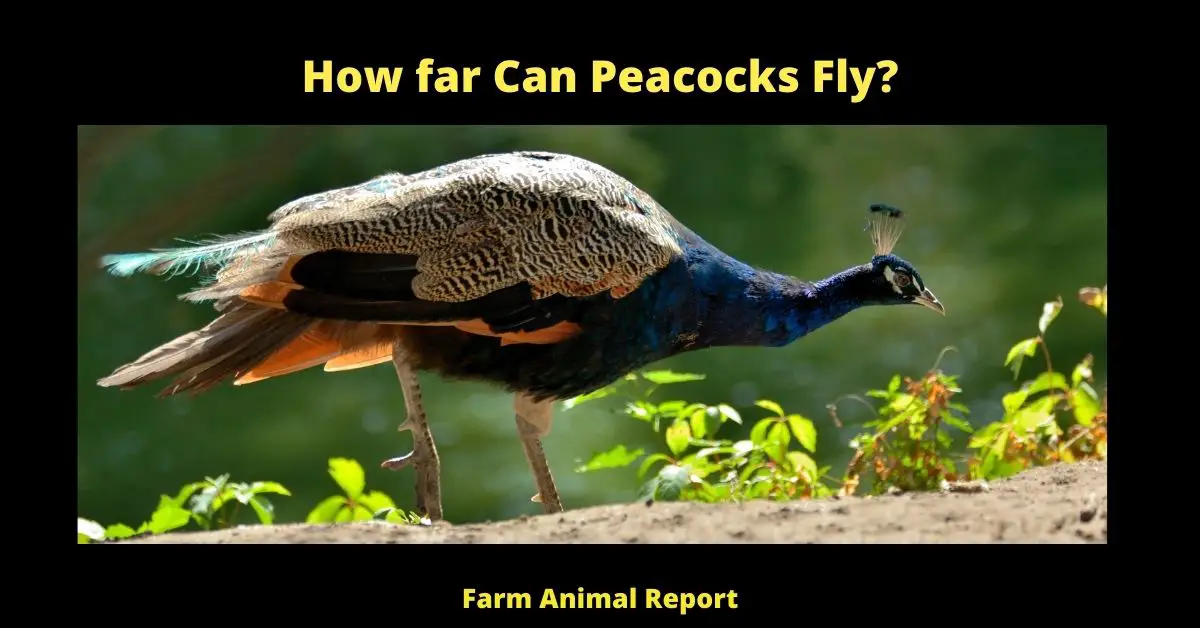 How far Can a Peacock Fly? 1