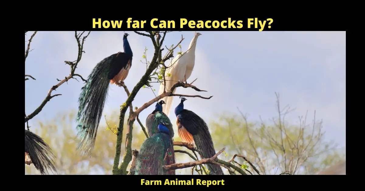 How far Can Peacocks Fly?