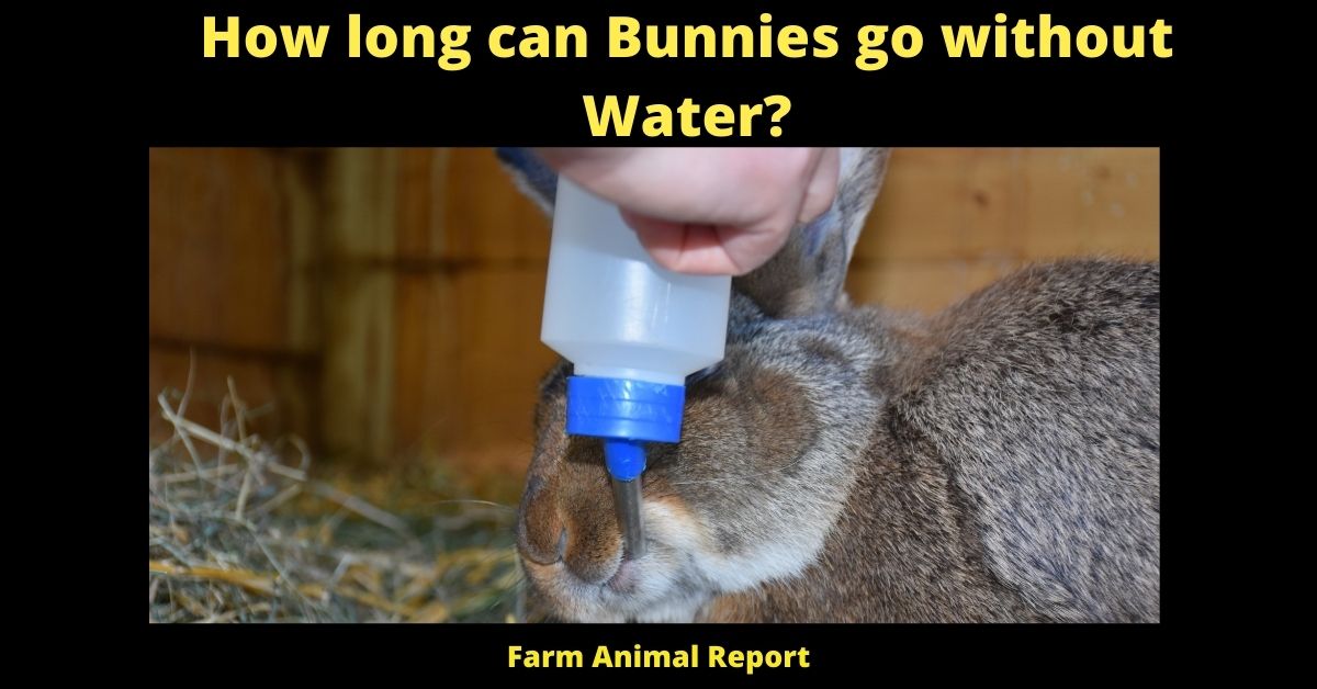 How long can Rabbits go without Water? | PDF | Bunnies 1