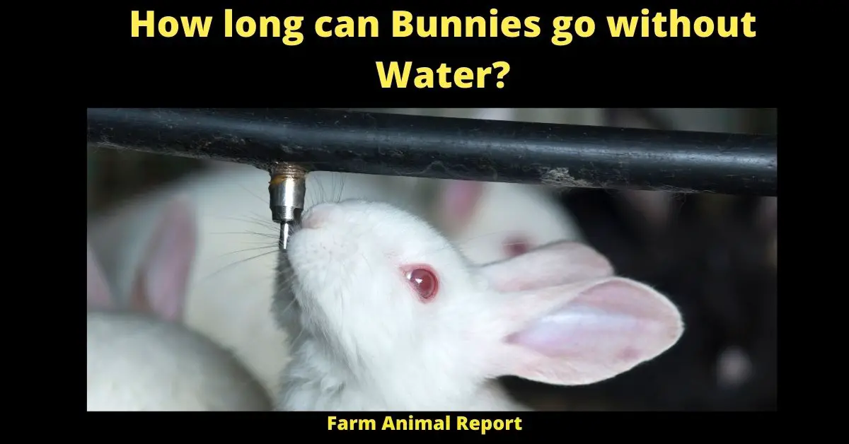 How long can Rabbits go without Water? | PDF | Bunnies 2