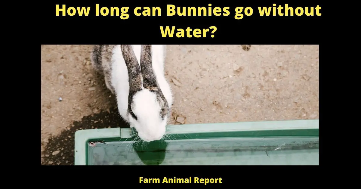 How long can Bunnies go without Water?