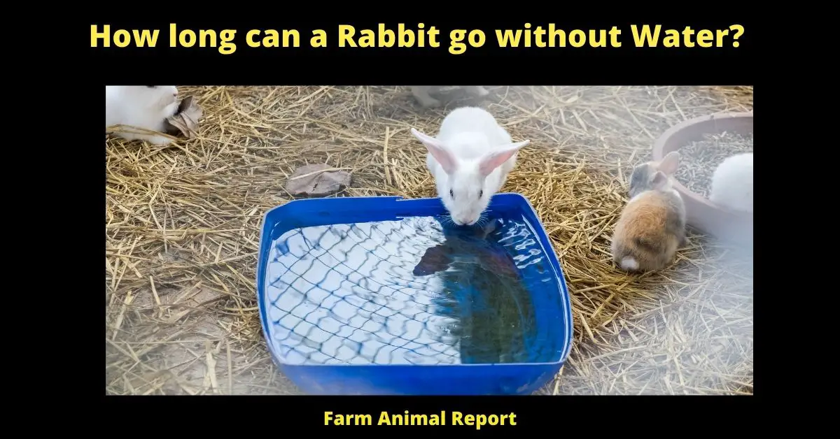 Rabbits are relatively easy to care for, but they do require some specific attention in terms of their diet and housing. One question that often comes up is how long bunnies can go without water. The answer depends on a number of factors, including the type of rabbit, the temperature, and the level of humidity. In general, however, bunnies can go without water for several hours without any problems. If the weather is hot or humid, or if the rabbit is active, then it will need to drink more frequently. Rabbits also consume a lot of water through their diet of hay and fresh vegetables. So as long as you provide your bunny with plenty of fresh food and water, it should be fine.