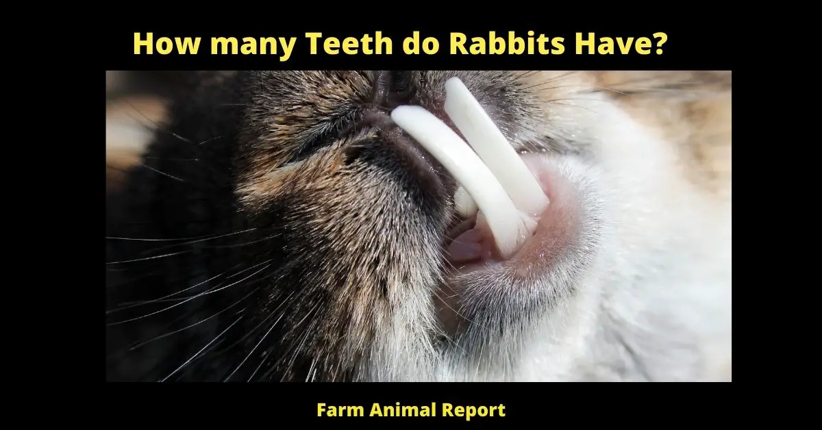 How many Teeth do Rabbits Have? (Updated 2022) 1
