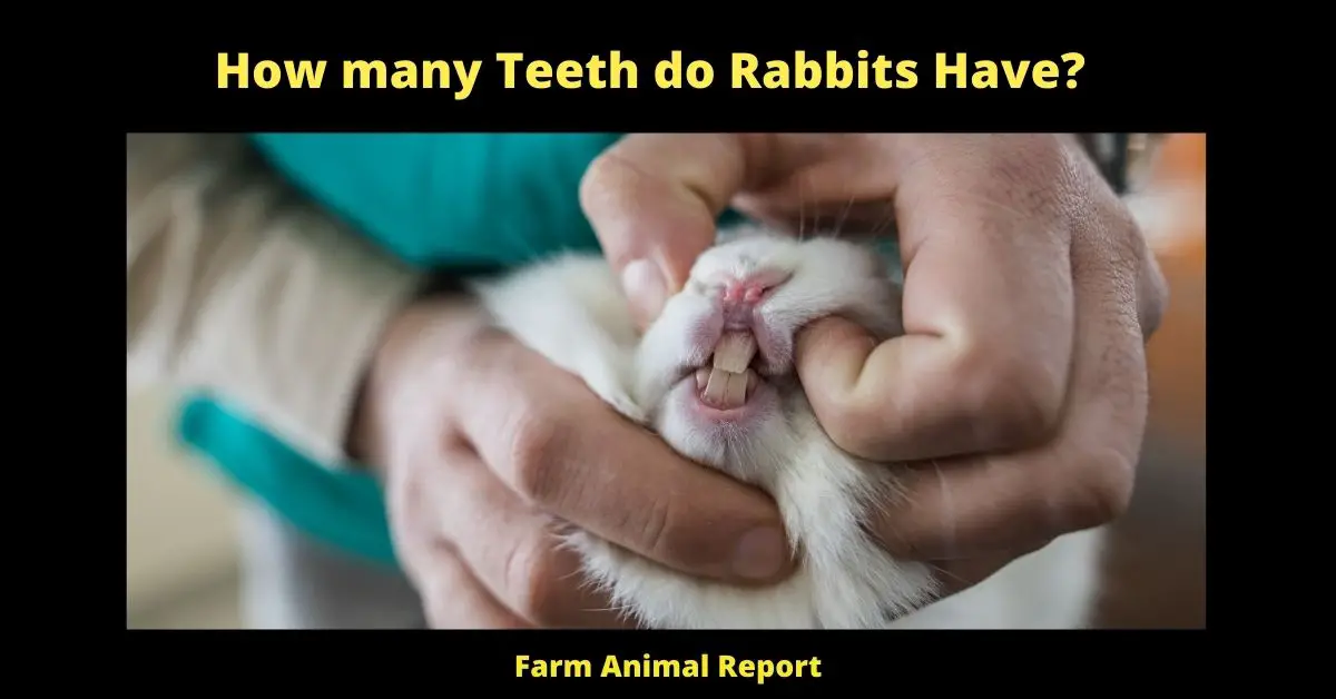 How many Teeth do Rabbits Have? (Updated 2022) 2