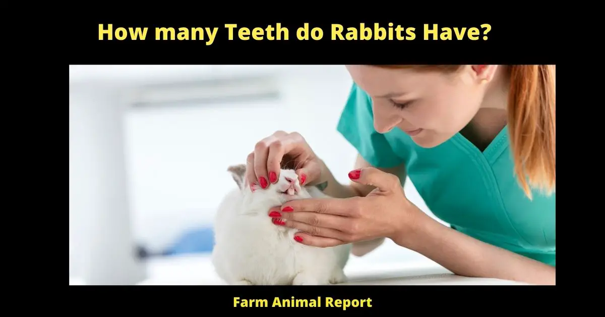 How many Teeth do Rabbits Have? (Updated 2024) 3