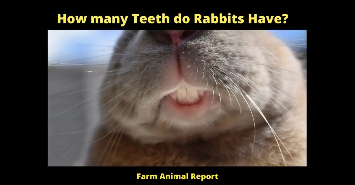 How many Teeth do Rabbits Have?
