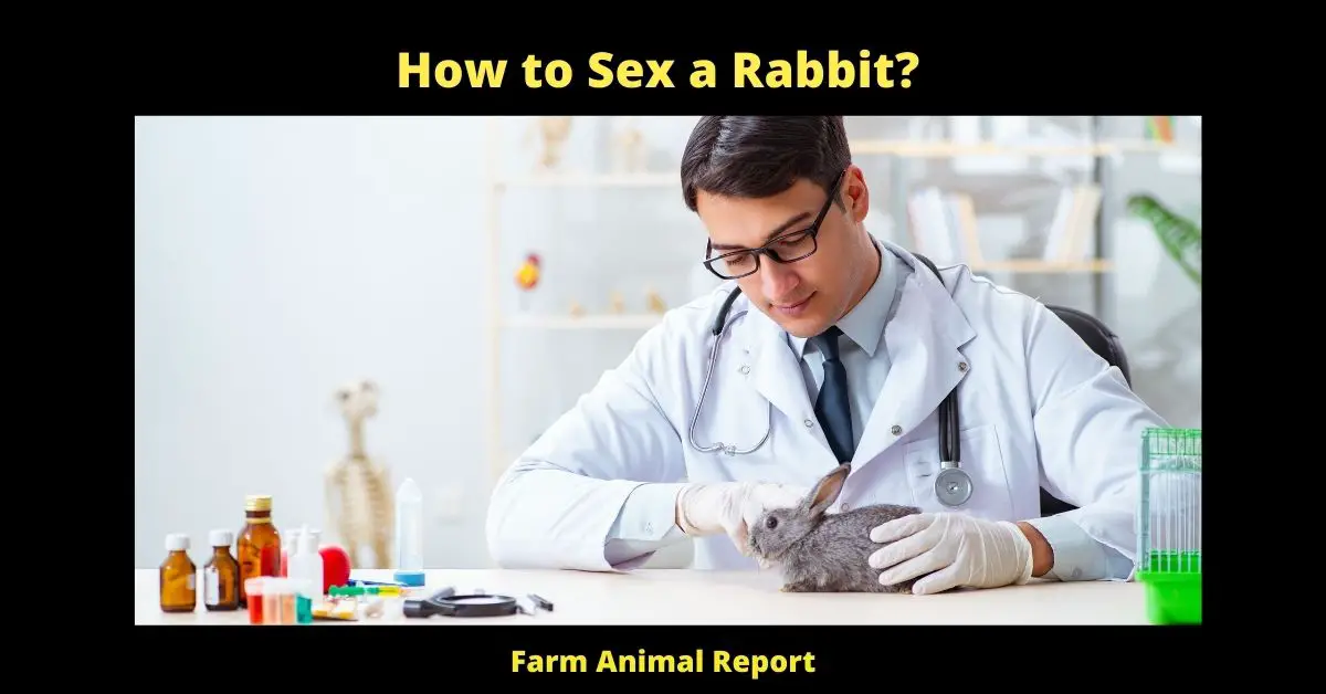 How to Sex a Rabbit?