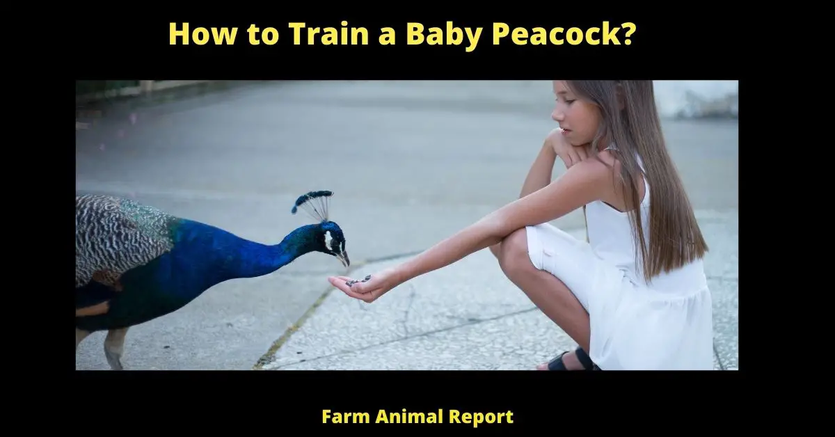 How to Train a Baby Peacock? Peachick/Peafowl/Peahen 1