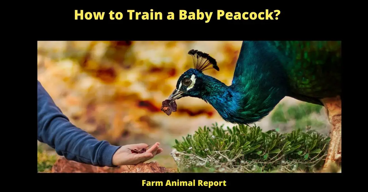 How to Train a Baby Peacock?