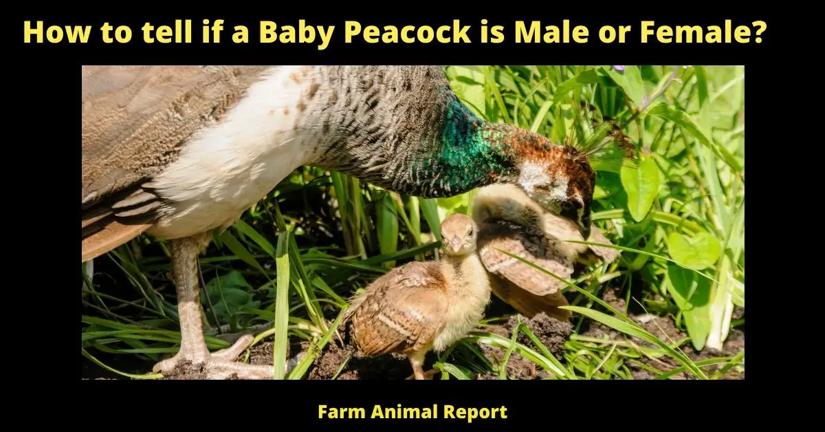 Male Baby Peacock - How to tell? 1