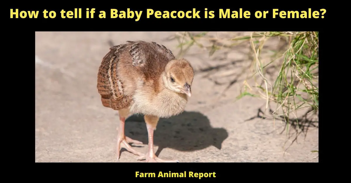 Male Baby Peacock - How to tell? 2