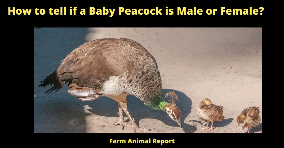 How to tell if a Baby Peacock is Male or Female?