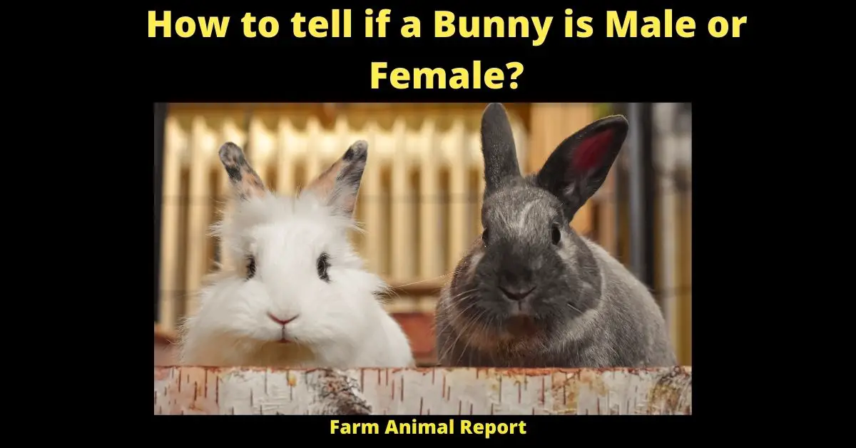 How to tell if a Bunny is Male or Female? | Female Rabbit Anatomy 1