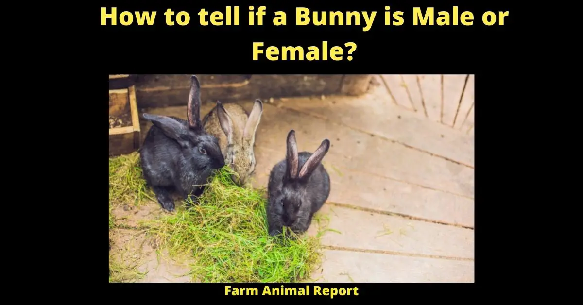 How to tell if a Bunny is Male or Female? | Female Rabbit Anatomy 2