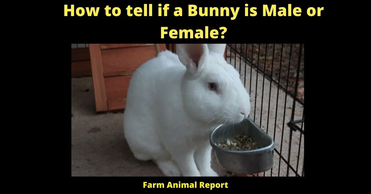 How to tell if a Bunny is Male or Female?
