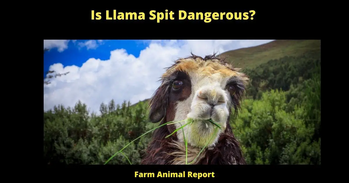 Is Llama Spit Dangerous?