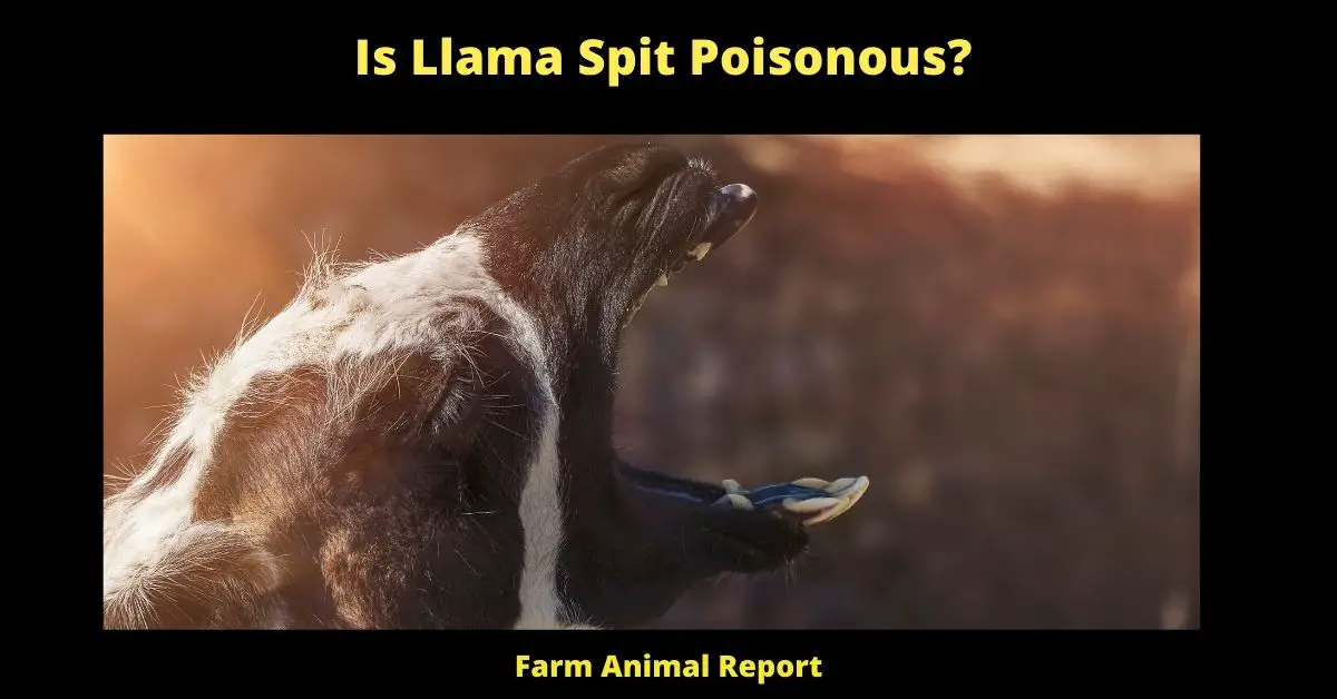 Is Llama Spit Poisonous?