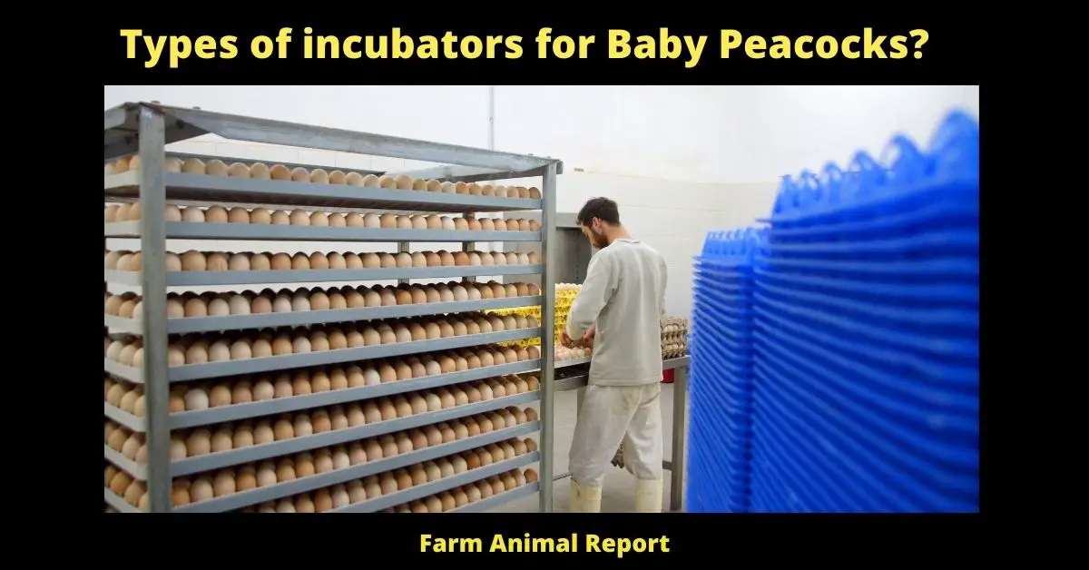 Types of incubators for Baby Peacocks? /Peachicks/Peafowl/Peahens 1