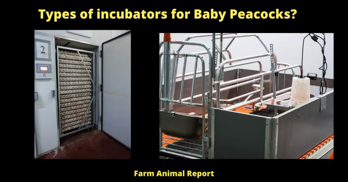 Types of incubators for Baby Peacocks? /Peachicks/Peafowl/Peahens 2