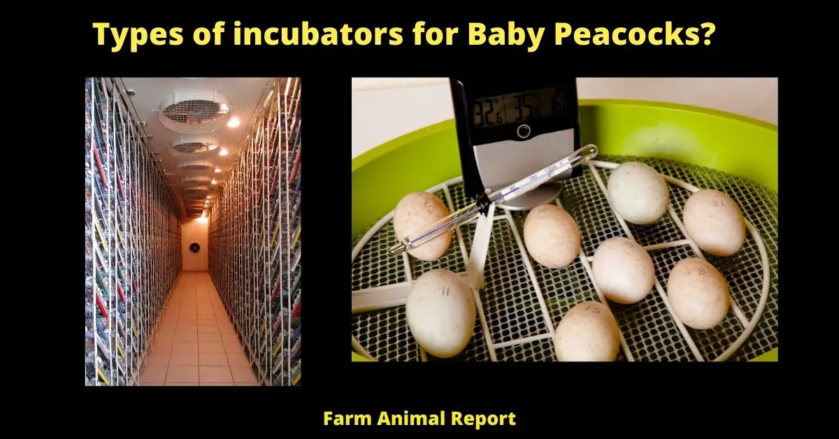 Types of incubators for Baby Peacocks?
