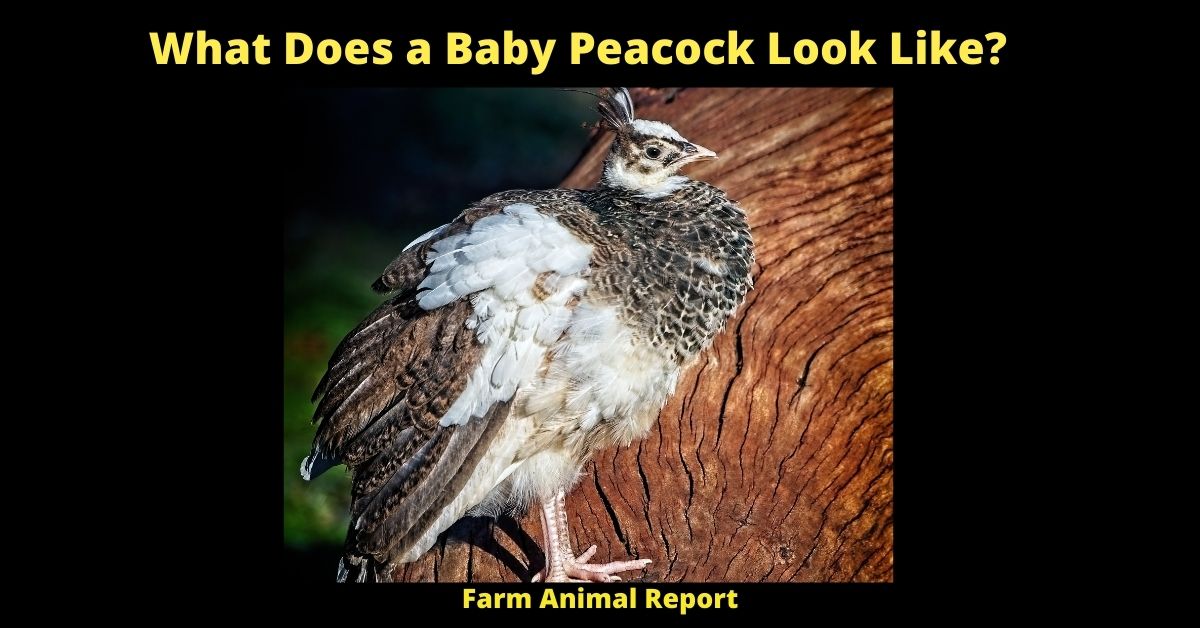 What Does a Baby Peacock Look Like? Peachicks/Peafowl/Peahens/ 1