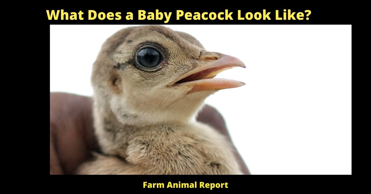 What Does a Baby Peacock Look Like? Peachicks/Peafowl/Peahens/ 2