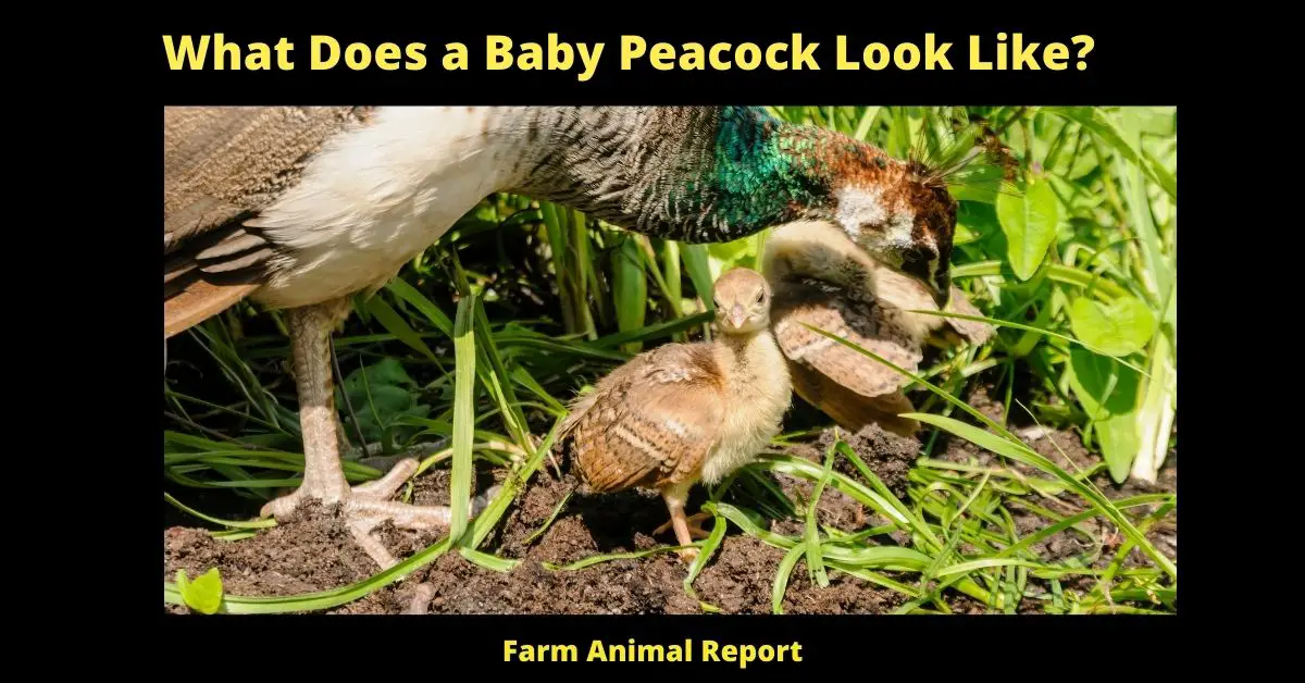 What Does a Baby Peacock Look Like?