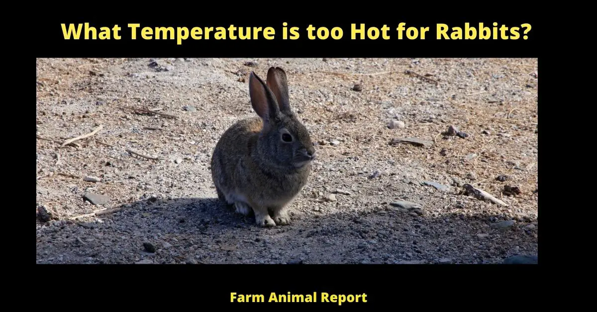 What Temperature is too Hot for Rabbits?