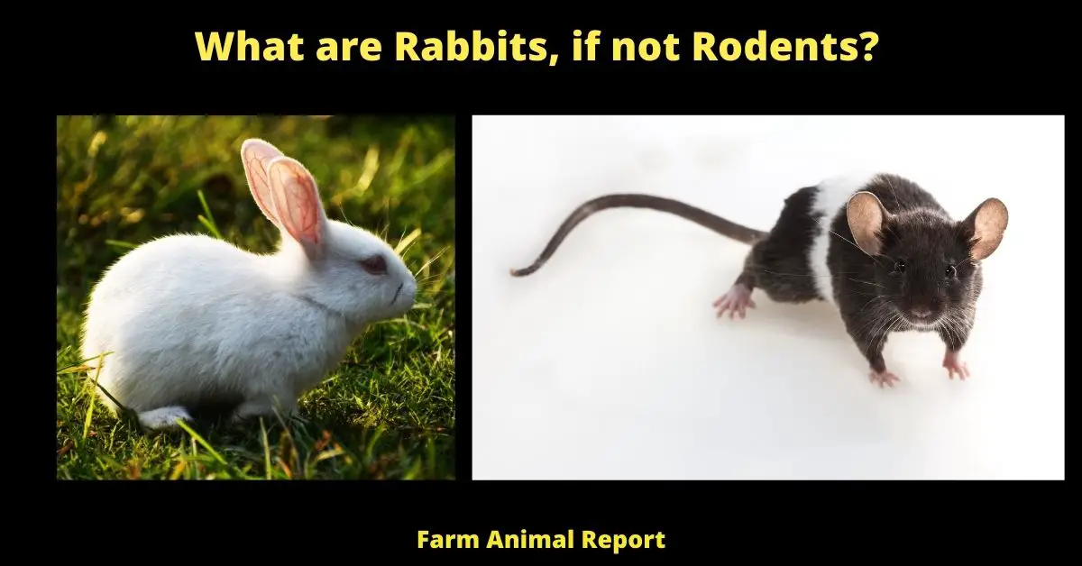 What are Rabbits, if not Rodents?