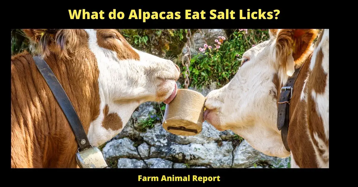 What do Alpacas Eat Salt Licks? 1