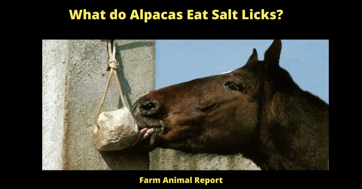What do Alpacas Eat Salt Licks? 2