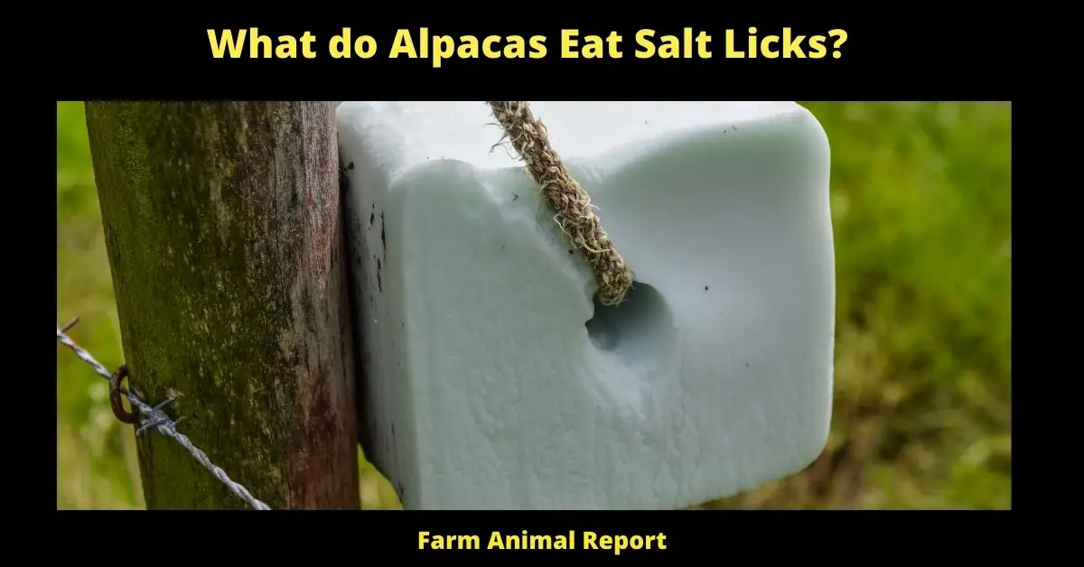 What do Alpacas Eat Salt Licks?