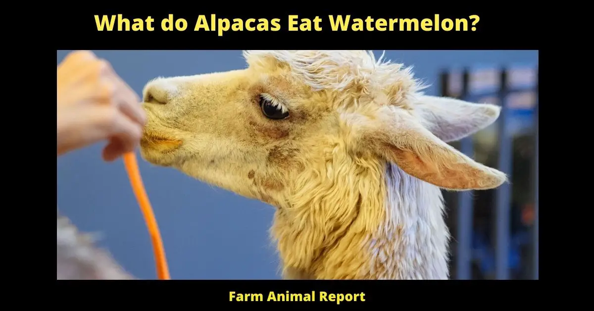 What do Alpacas Eat - Watermelon? 1