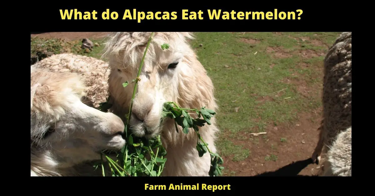 What do Alpacas Eat - Watermelon? 2