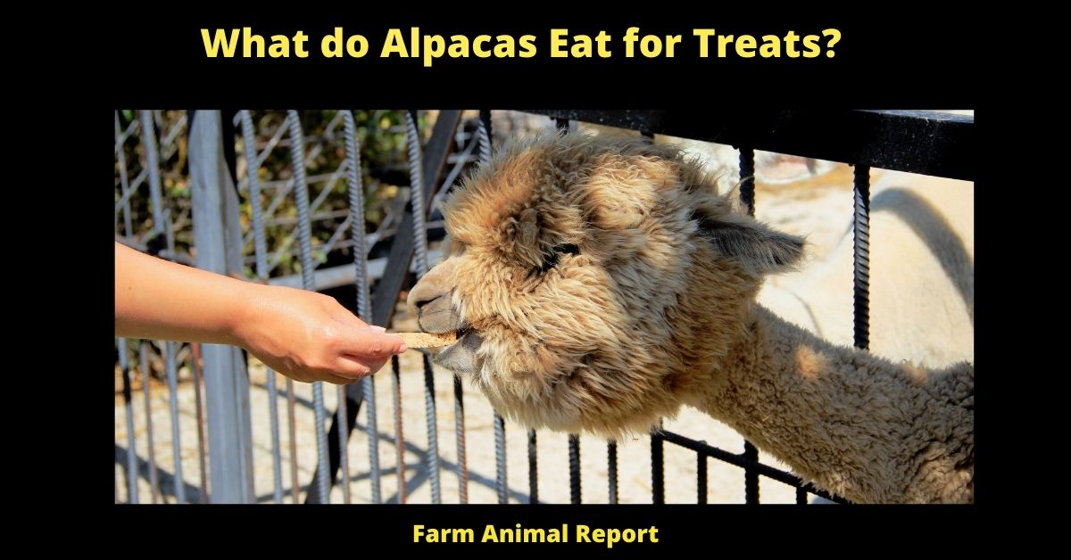What are Treats for Alpacas? 1
