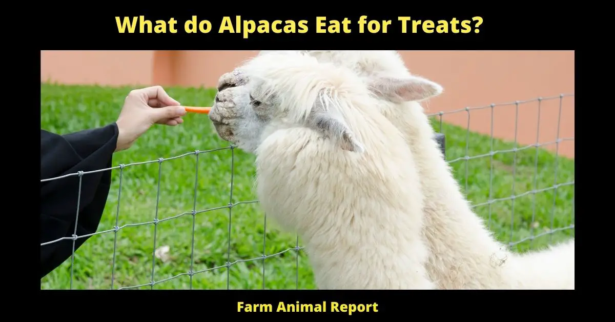 What do Alpacas Eat for Treats?
