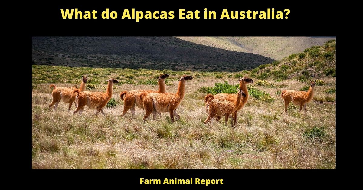What do Alpacas Eat in Australia? 1