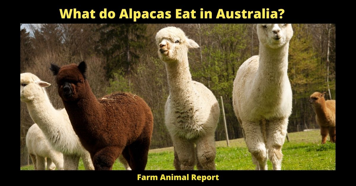 What do Alpacas Eat in Australia? 2