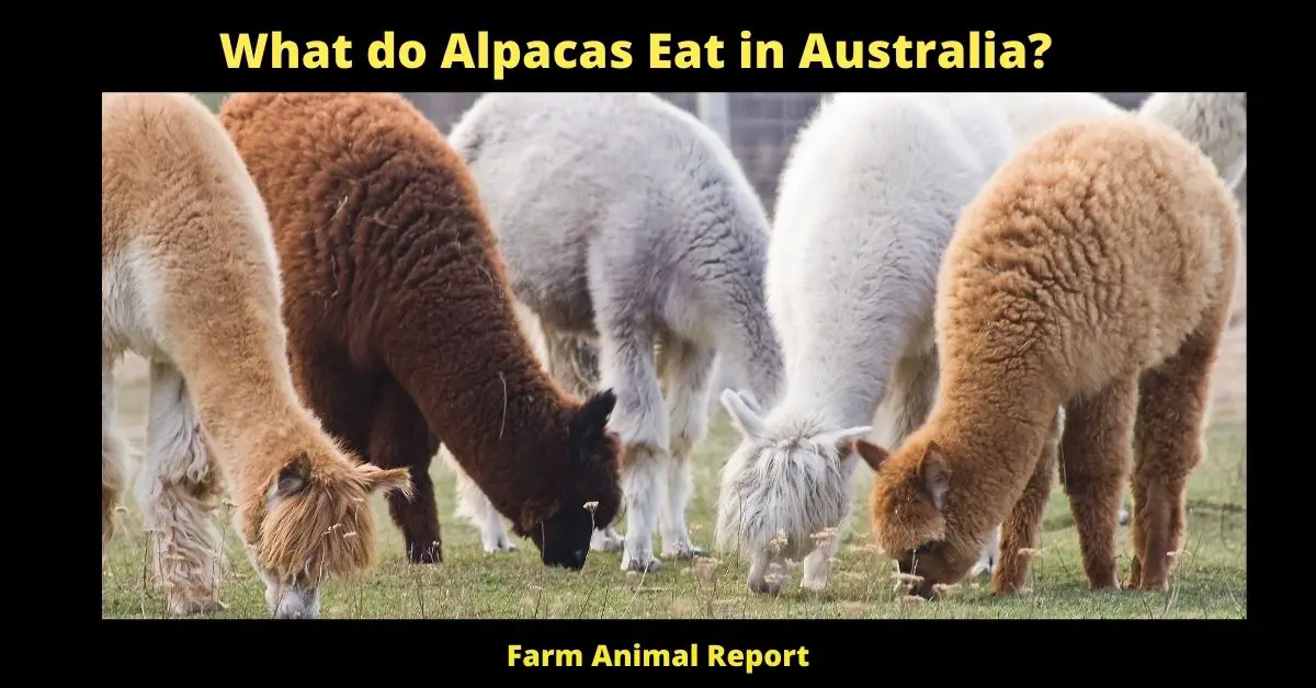 What do Alpacas Eat in Australia?