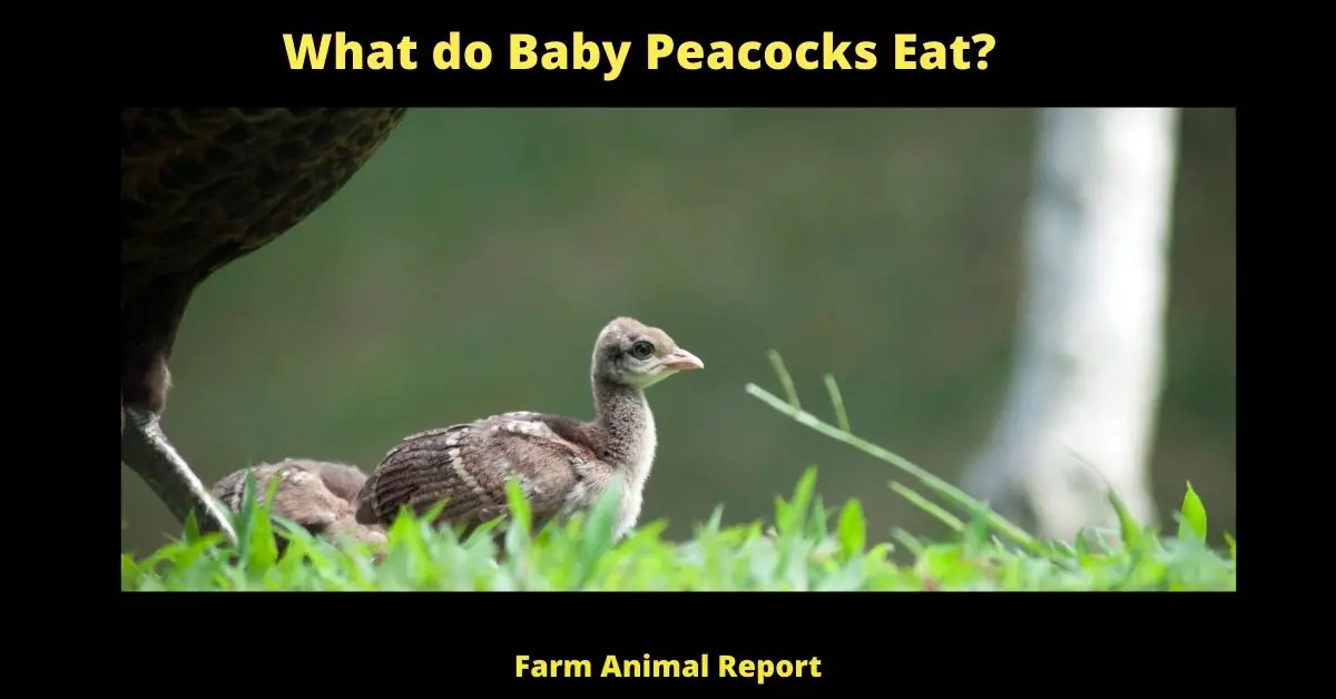 What Do Baby Peacocks Eat? (Peachicks) 1