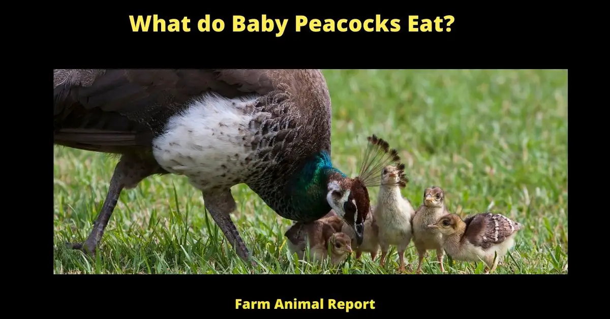 What do Baby Peacocks Eat?