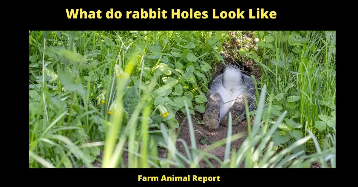 What do Rabbit Holes Look Like - Most Rabbit holes look similar. A wild rabbit will create a series of interconnected tunnels underground, which they will use for shelter and as a means of travel to avoid predators. The main tunnel is usually around 2-3 feet below the surface and is approximately 4-5 inches in diameter. This tunnel will lead to one or more side chambers, which are used for sleeping, raising young, and storing food. The sides of the tunnel are smooth from the rabbits digging with their powerful legs and claws. There will also be several exits located around the perimeter of the burrow, which the rabbits will use as an escape route if they are threatened. The size and number of rabbit holes can vary depending on the species of rabbit and the amount of available space, but they all follow a similar basic design.