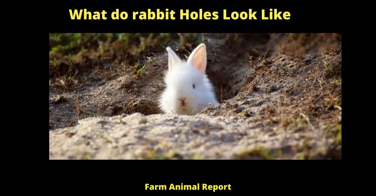 What do Rabbit Holes Look Like - As any rabbit farmer knows, rabbits are avid diggers. They will excavate warrens that can span many acres and reach depths of several feet. However, not all rabbit holes are created equal. The size, shape, and location of a hole can vary depending on the type of rabbit and the purpose of the digging. For instance, wild rabbits typically dig smaller holes that are close to the ground, while domestic rabbits may dig deeper holes with multiple entrances. Not all rabbit holes are intended for living in, either. Some may be used as storage sheds or latrines. Others may simply be the result of a rabbit's natural instinct to burrow. Regardless of their purpose, all rabbit holes have one thing in common: they provide a safe place for rabbits to hide from predators and escape the heat of the sun.