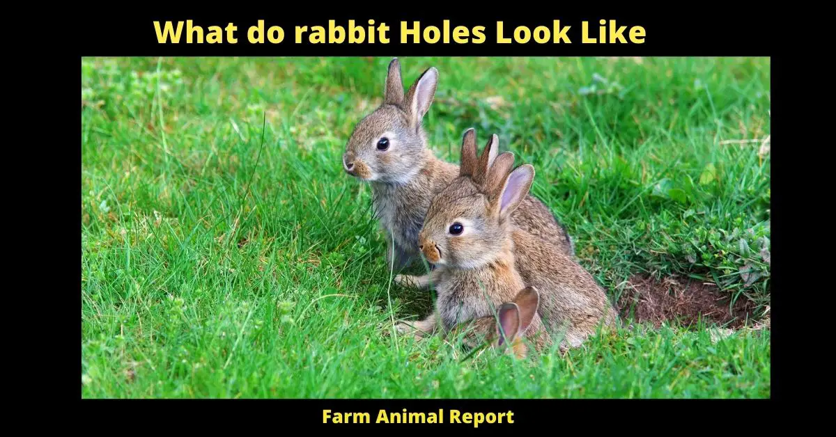 What do Rabbit Holes Look Like - Rabbit holes are typically about four inches in diameter and up to 18 inches deep, though they can be much deeper. They usually have one or two exits, though some may have three. The main hole is used for both entering and exiting, while the smaller holes are used as escape routes. The hole is typically surrounded by a mound of dirt that the rabbit has dug out. This dirt is called a cuniculus, and it serves to camouflage the rabbit's hole and help keep it cool. In hot weather, the cuniculus also helps the rabbit to stay cool by providing shade. Rabbit holes can be found in fields, woods, and even gardens. If you suspect that there is a rabbit hole on your property, you can look for telltale signs such as mounds of fresh dirt or tufts of fur caught on bushes or fence posts. You can also try using a flashlight to look for holes in the ground after dark. If you see a hole, you can mark it with flagging tape or a piece of cloth so that you can avoid accidentally stepping into it.