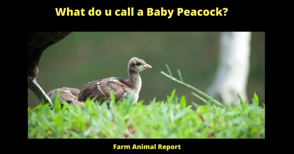 What do u call a Baby Peacock?