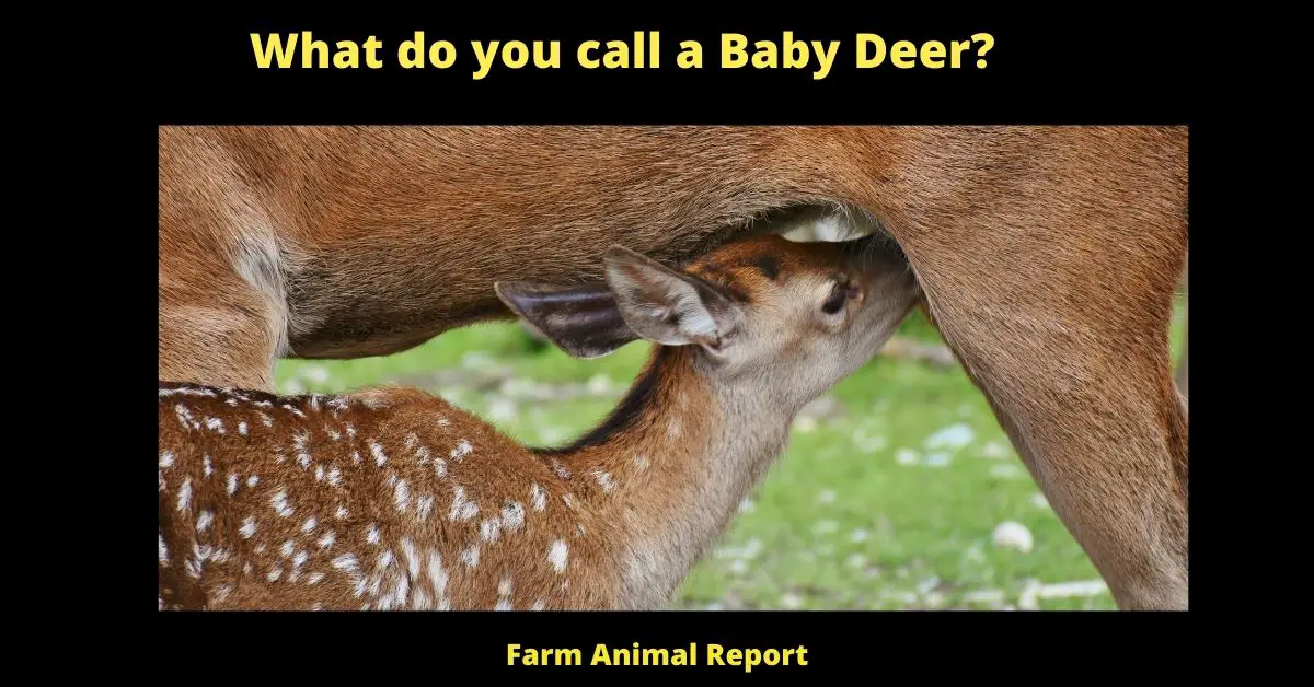 A baby deer is called a fawn. Fawns are born in the spring and have spotted coats. The spots help camouflage fawns from predators. Fawns stay with their mothers for about six months before they are on their own. Fawns have many predators including coyotes, foxes, wolves, mountain lions, and bears. Humans are also a threat to fawns as we often hit them with our cars while they are crossing the road. Fawns are very cute and it is tempting to want to take one home but it is illegal to do so in most states. If you find a fawn that appears to be abandoned, leave it alone as its mother is probably nearby and will return for it soon. A baby deer is called a fawn. Fawns have many predators and humans are also a threat to them. If you find a fawn that appears to be abandoned, leave it alone as its mother will return for it soon.