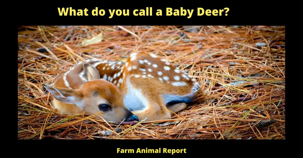 a young deer is called
young deer is called
baby deer name
what does a baby deer sound like
what is a young deer called
what is a baby deer called
baby deer called
what are baby deers called
name of a baby deer
baby dear name
A baby deer, or fawn, can begin eating solid food within a few days of birth, but will continue to suckle milk from its mother for several months. The amount of time a fawn spends nursing will depend on factors such as the availability of food and the weather conditions. In general, however, most fawns will nurse for around six months before becoming fully independent. During this time, the mother deer will provide her young with both milk and shelter, helping them to grow and develop into strong adults. And although the weaning process can be hard on both mother and child, it is essential for the survival of the species. After all, if every fawn continued to suckle milk into adulthood, there would quickly be a shortage of food for all.
